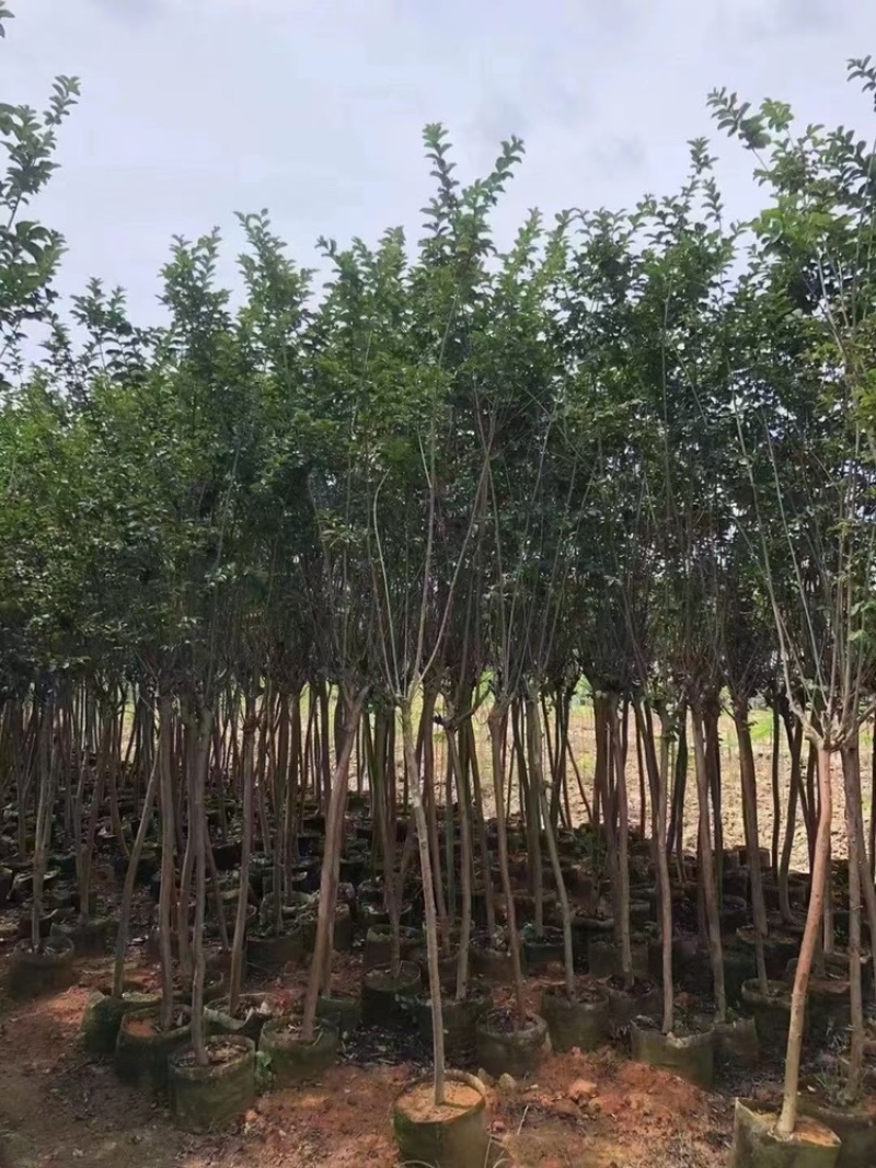 3-4-5-6-7-8公分细叶紫薇小叶紫薇