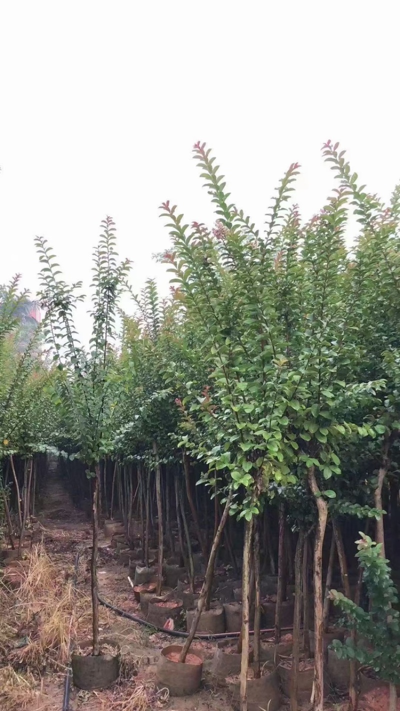 3-4-5-6-7-8公分细叶紫薇小叶紫薇