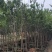3-4-5-6-7-8公分细叶紫薇小叶紫薇