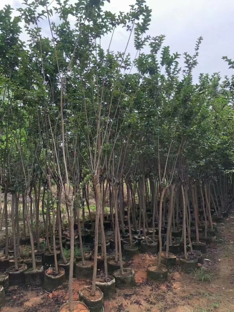 3-4-5-6-7-8公分细叶紫薇小叶紫薇