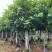 秋枫批发公园小区行道树观景移植苗绿化基地多规格苗木