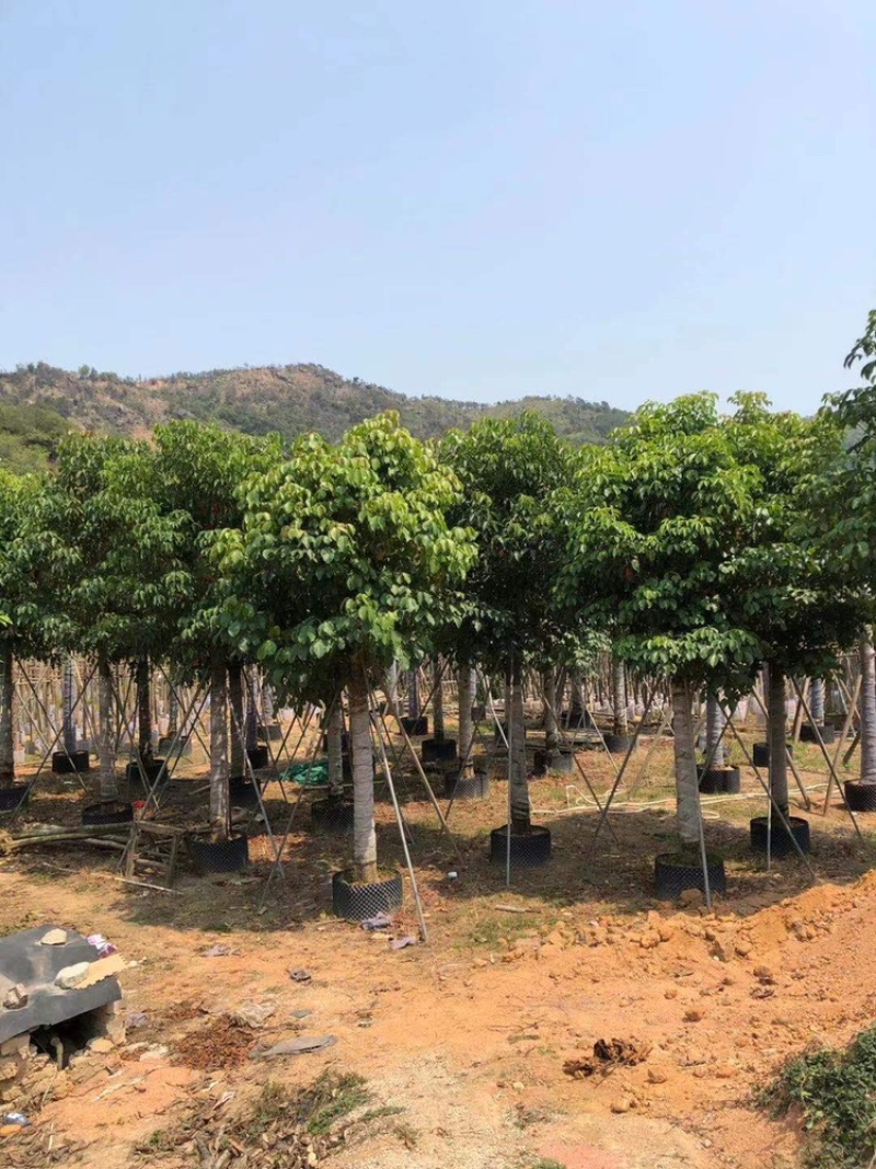 秋枫批发公园小区行道树观景移植苗绿化基地多规格苗木