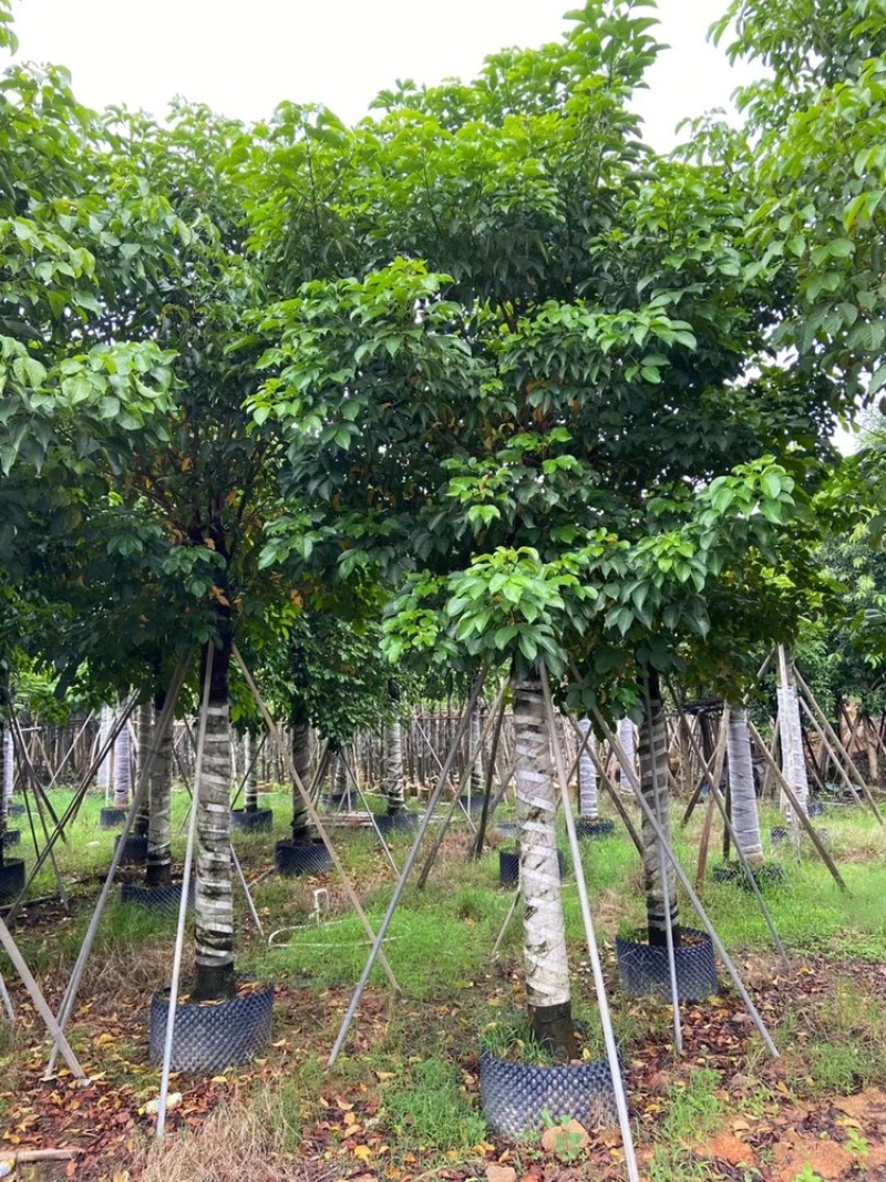 秋枫批发公园小区行道树观景移植苗绿化基地多规格苗木