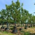 香樟樟树供应全冠10-25公分移植苗