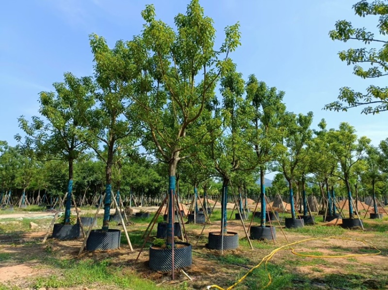 香樟樟树供应全冠10-25公分移植苗
