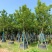 香樟樟树供应全冠10-25公分移植苗