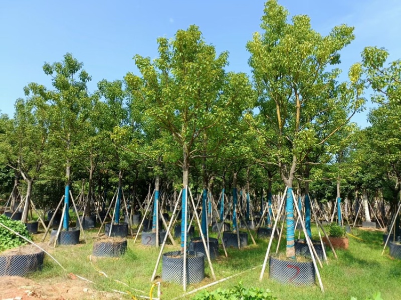 香樟樟树供应全冠10-25公分移植苗