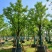 香樟樟树供应全冠10-25公分移植苗