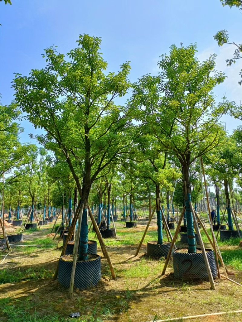 香樟樟树供应全冠10-25公分移植苗