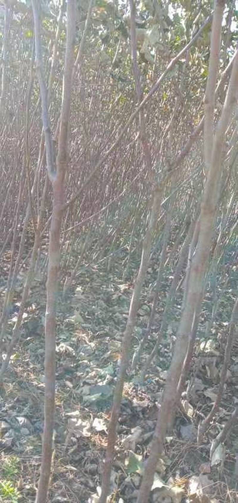 龙丰果树苗马上就要起苗了，保质保量价格合理需要的联系我