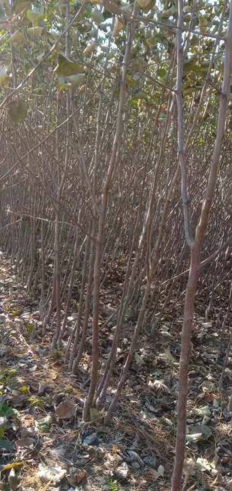 龙丰果树苗马上就要起苗了，保质保量价格合理需要的联系我