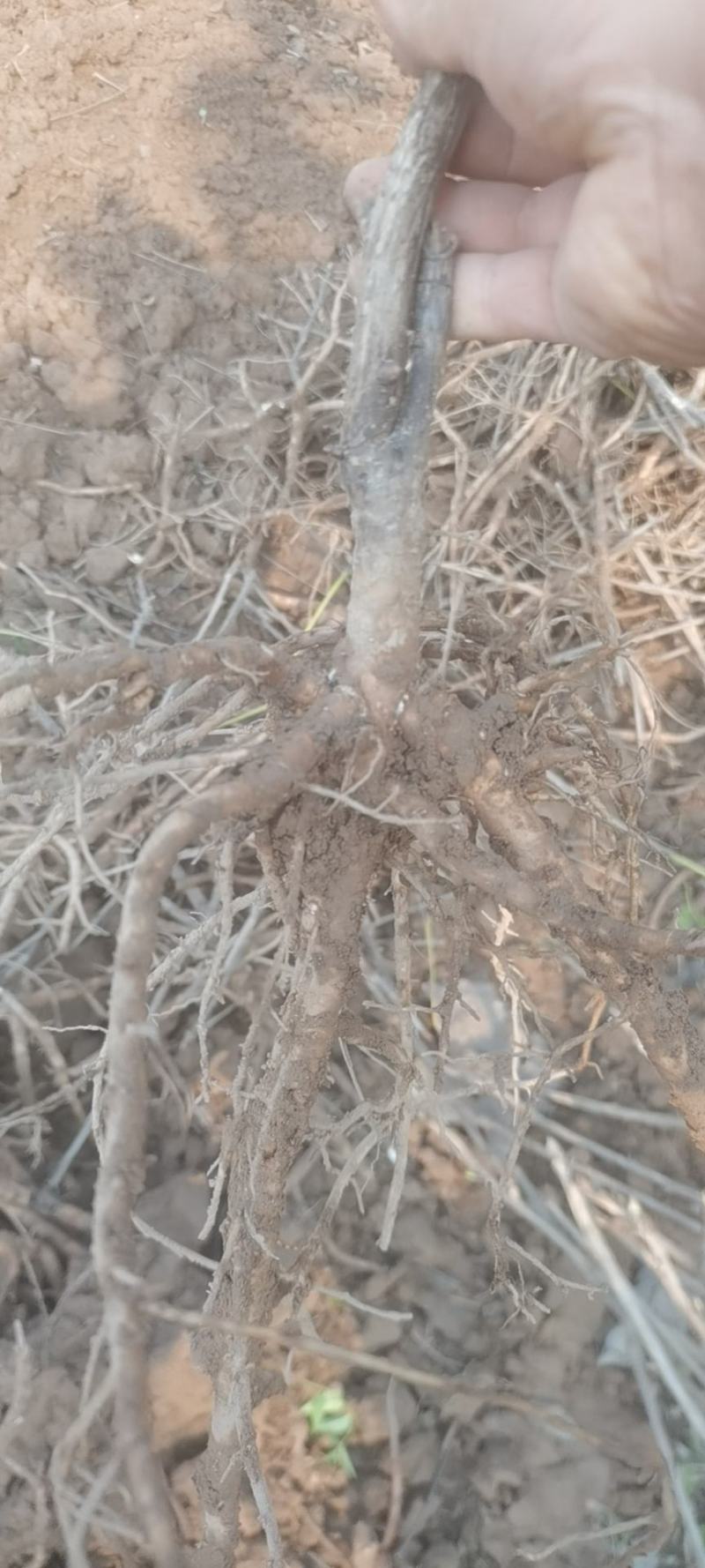 牡丹棵