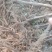 牡丹棵