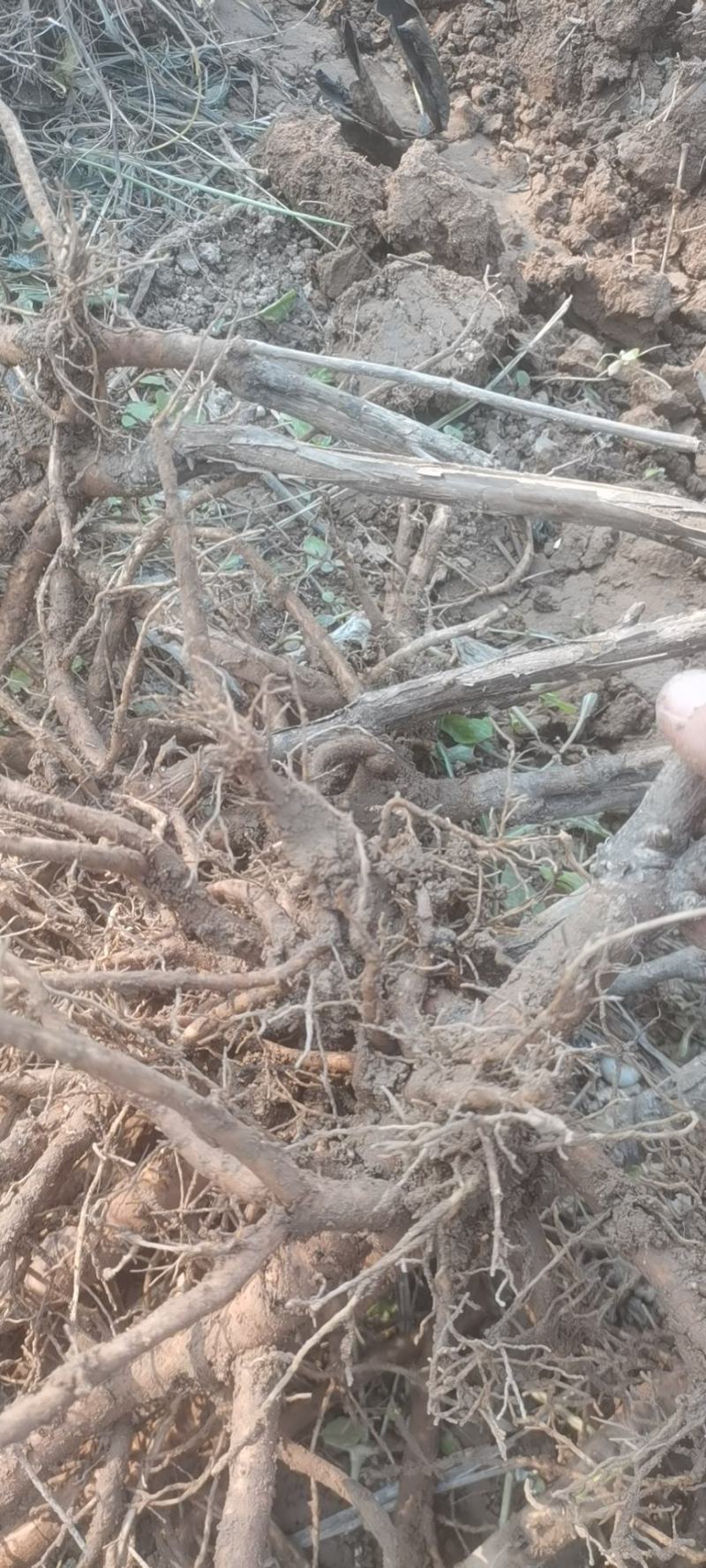 牡丹棵