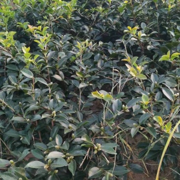 茶梅，园林绿化，诚信经营，货源充足，提供种植技术