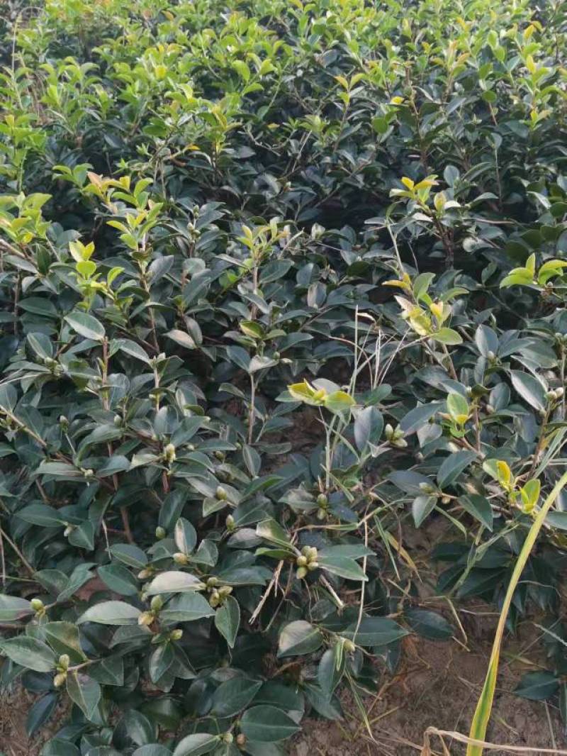 茶梅，园林绿化，诚信经营，货源充足，提供种植技术