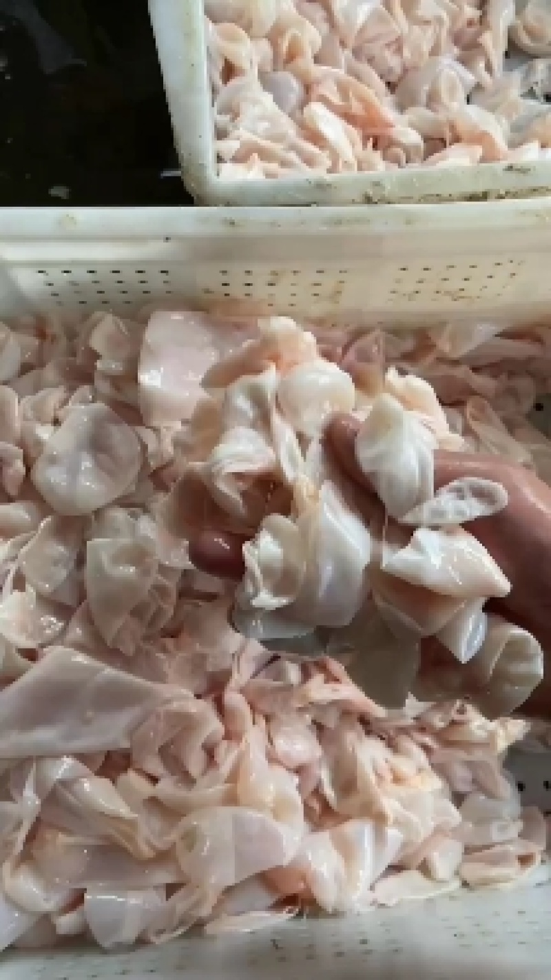 长期供应批发急冻真空包装的白鲢鱼大头鱼草鱼等鱼泡