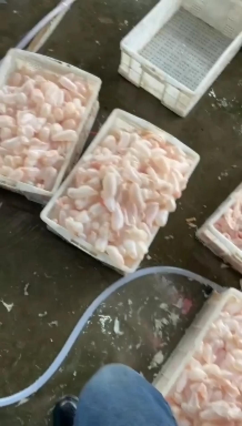 长期供应批发急冻真空包装的白鲢鱼大头鱼草鱼等鱼泡