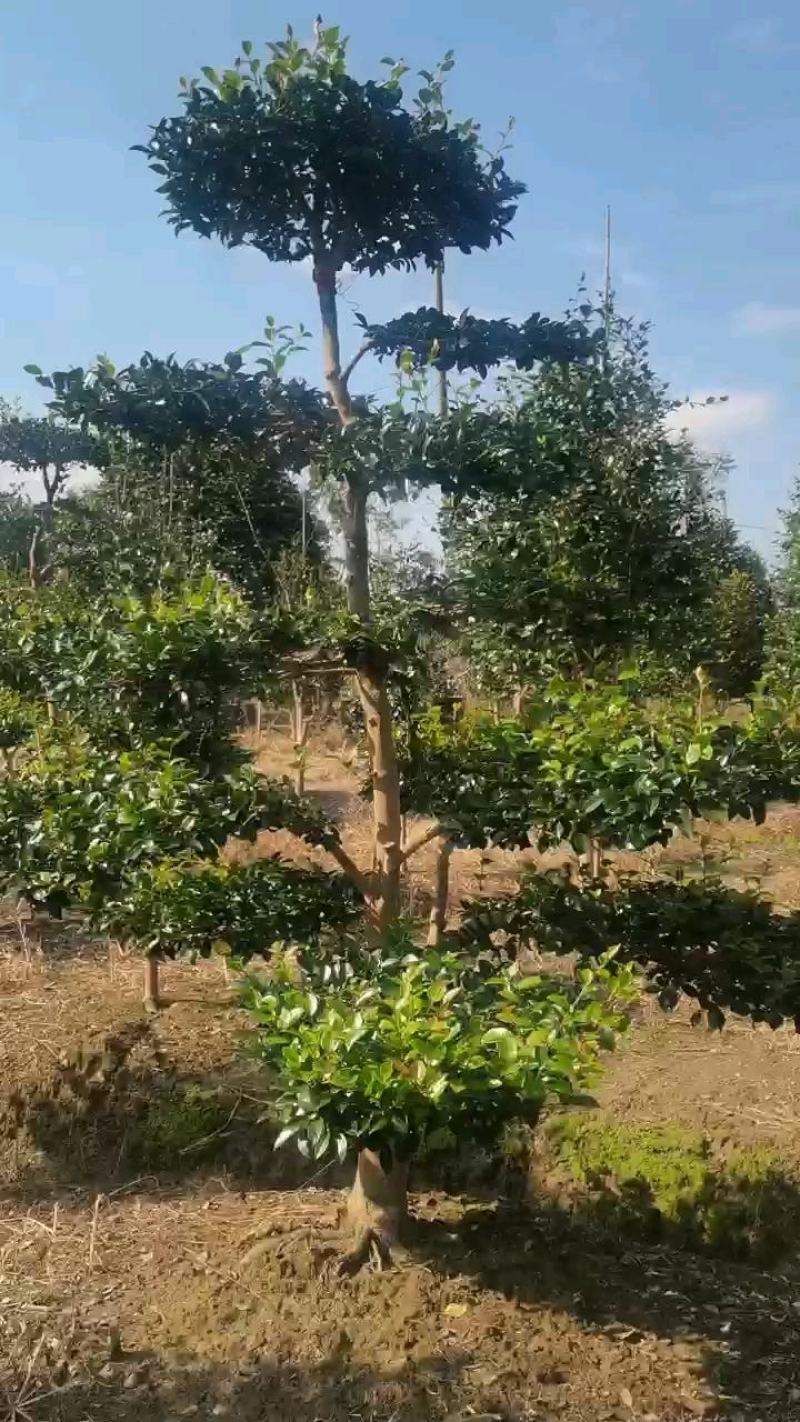 精品造型茶梅，庭院种植