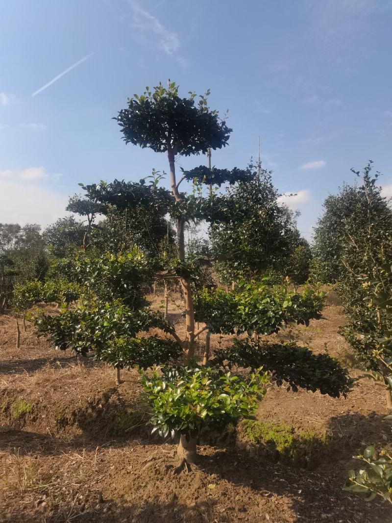 精品造型茶梅，庭院种植