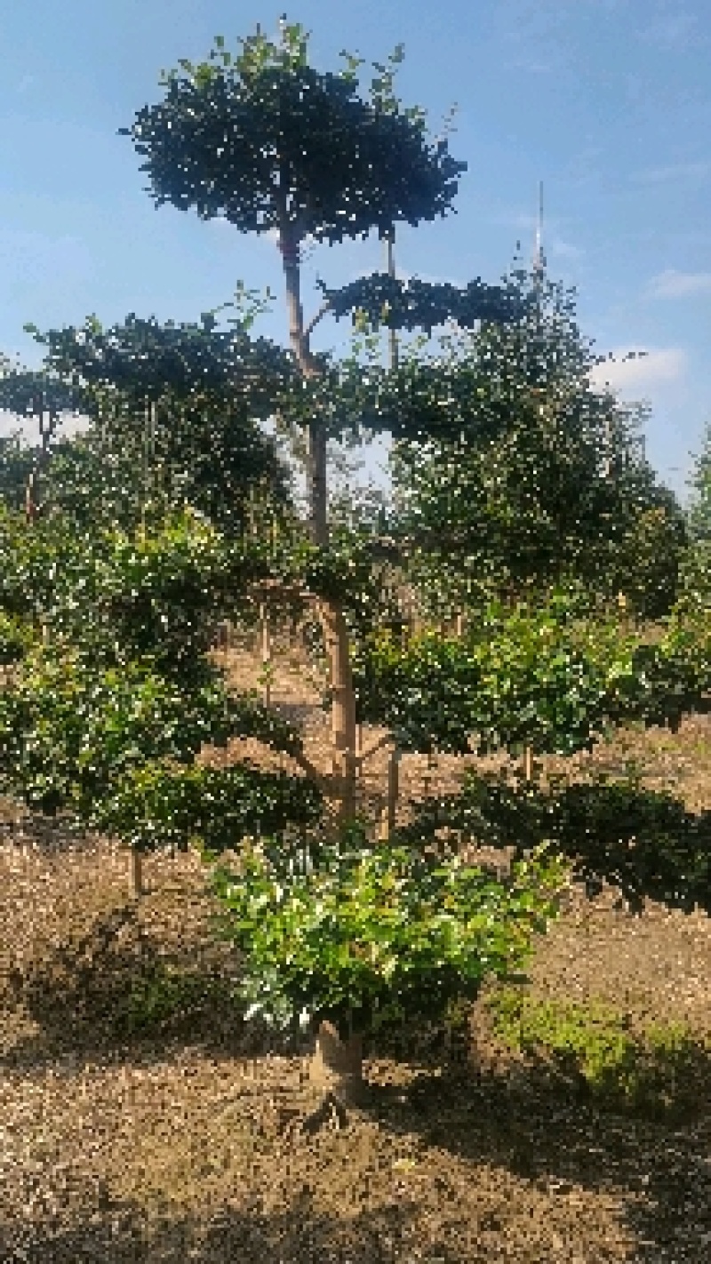 精品造型茶梅，庭院种植