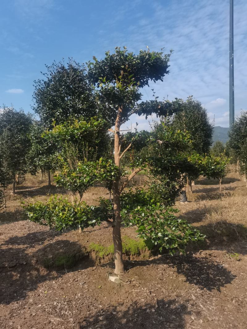 精品造型茶梅，庭院种植