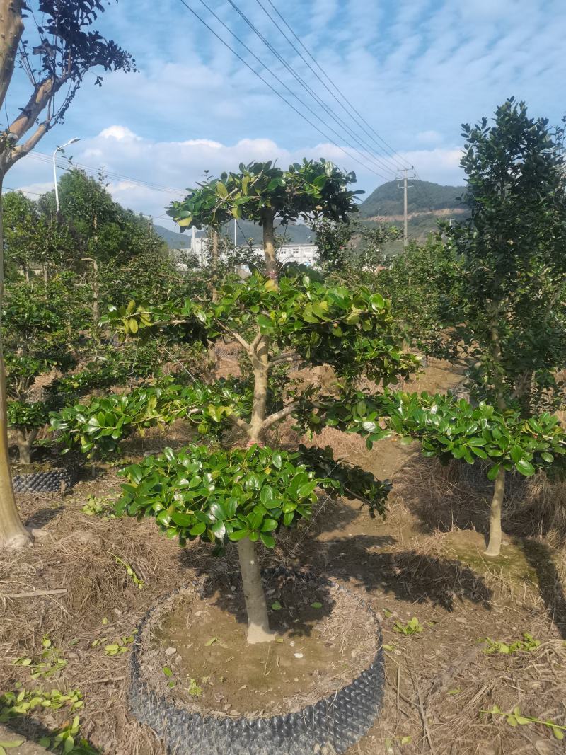 精品造型茶梅，庭院种植