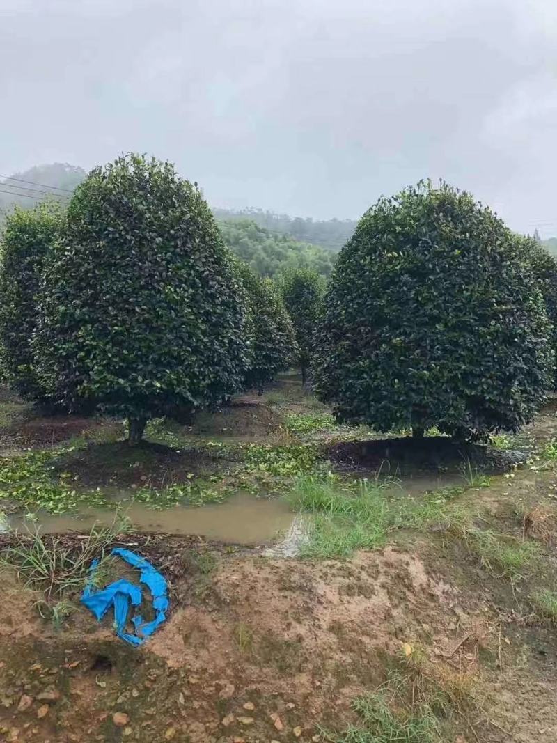 精品造型茶梅，庭院种植
