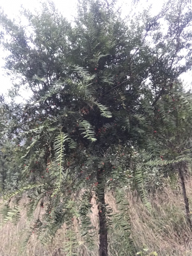 南方红豆杉江西吉安市红豆杉基地直供欢迎咨询