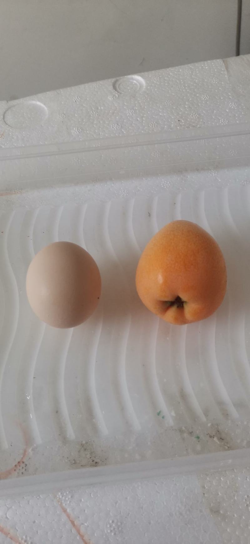 【大凉山德昌】早钟五星枇杷走货中，有需要的来哦，一起发发