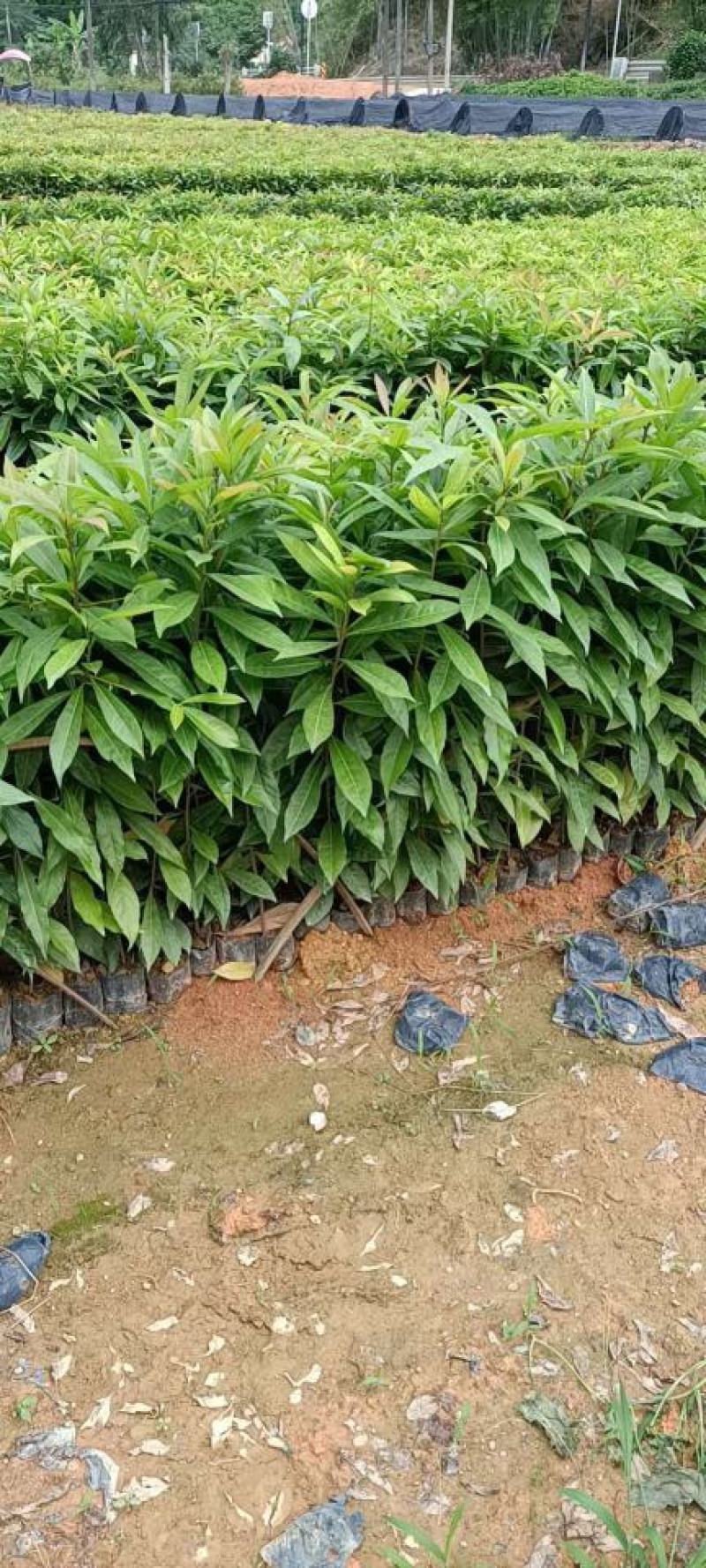 木荷，自家苗圃大量供应木荷，欢迎各位老板进店下单