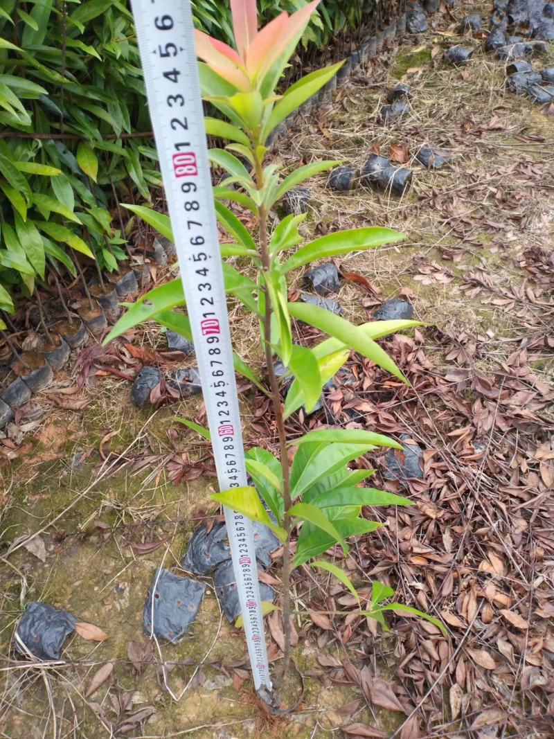 木荷，自家苗圃大量供应木荷，欢迎各位老板进店下单