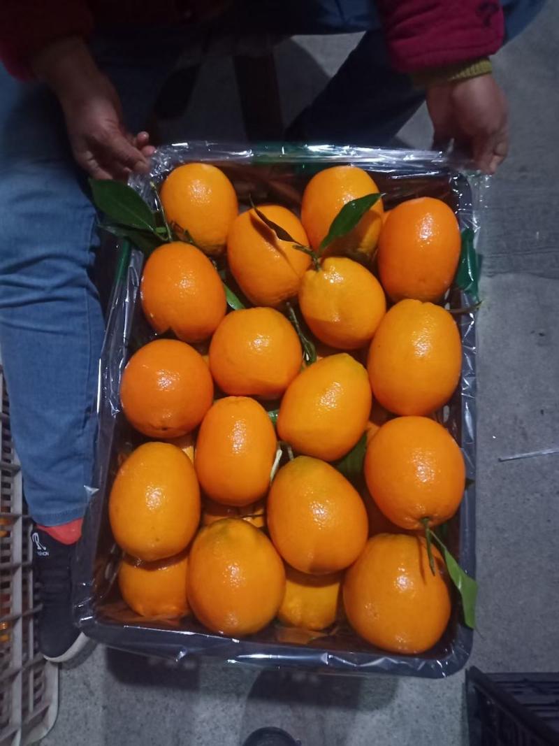 九月红果冻橙，自家果园一手好货源，果园直发，