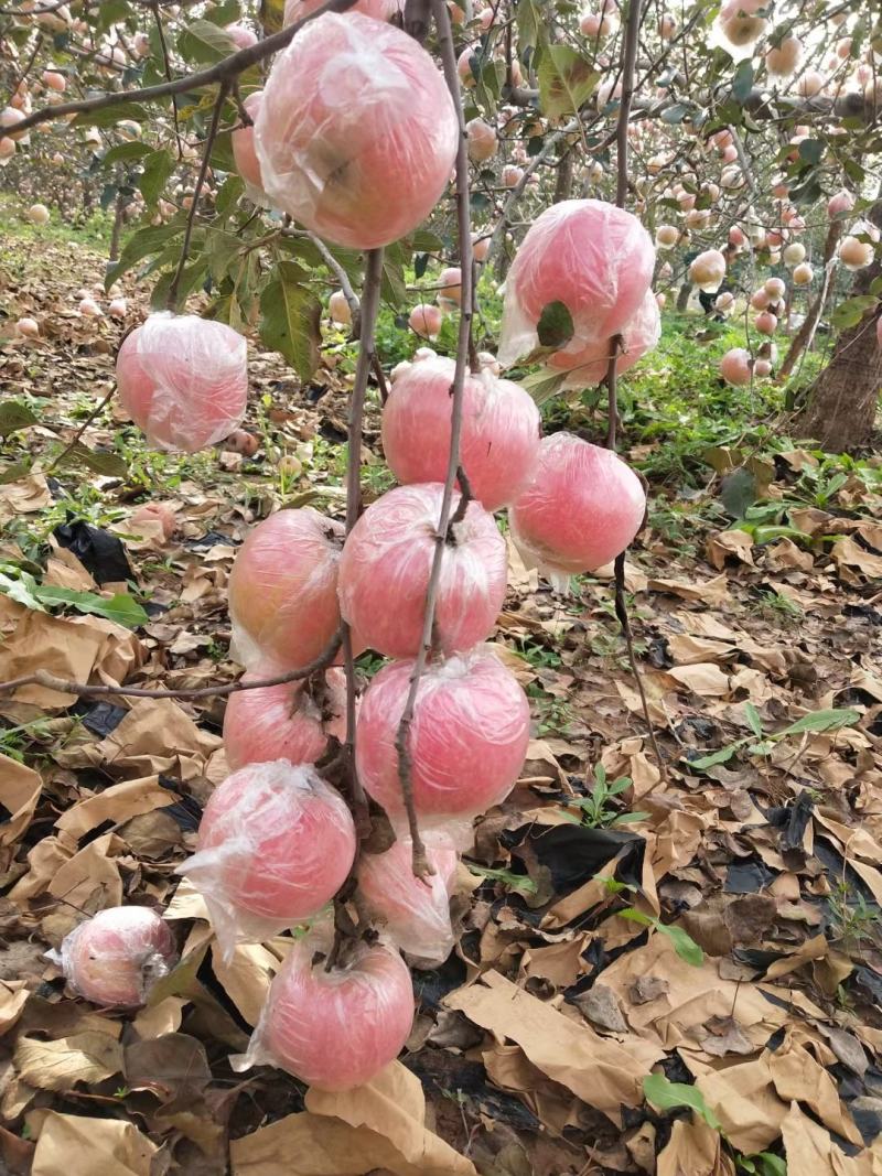 山西省运城市万荣县纸加膜红富士苹果，口感脆甜，可批发零售
