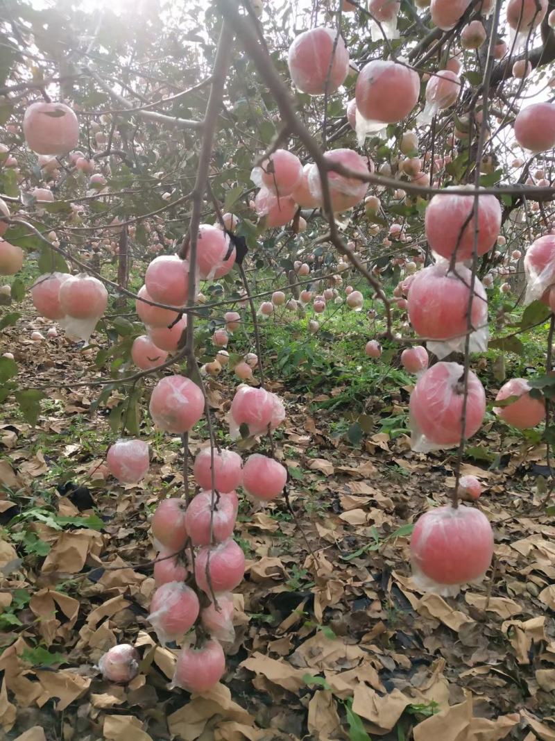 山西省运城市万荣县纸加膜红富士苹果，口感脆甜，可批发零售