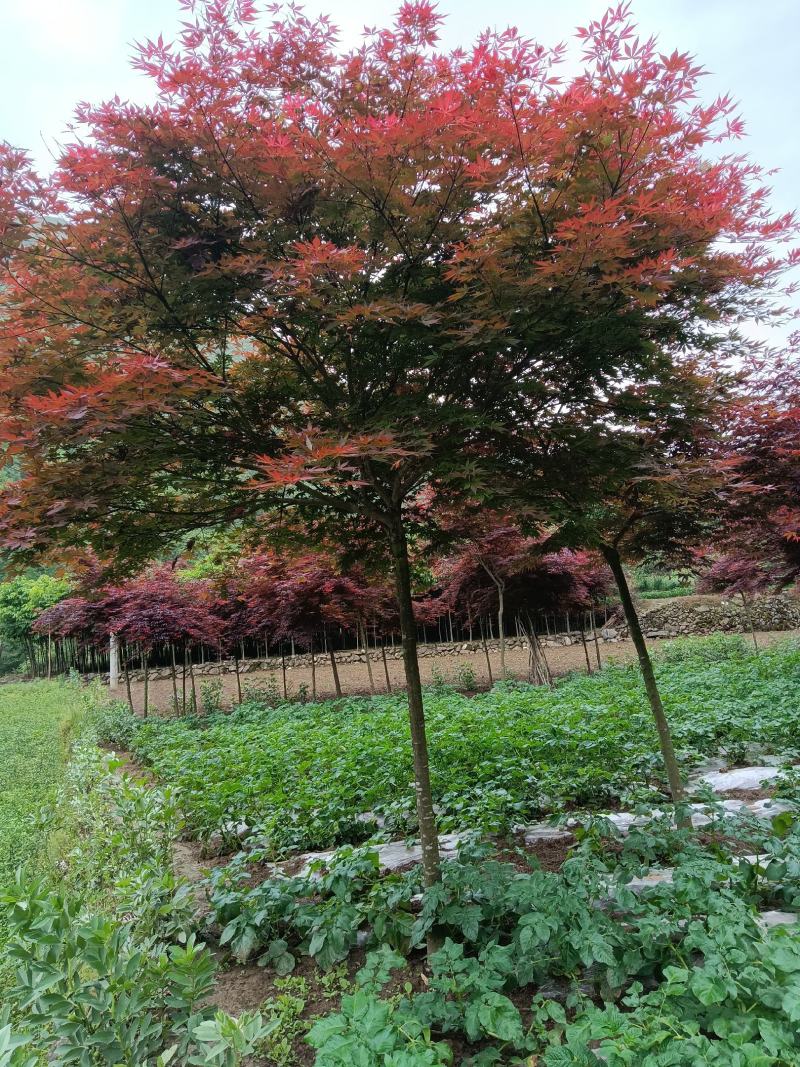 日本红枫