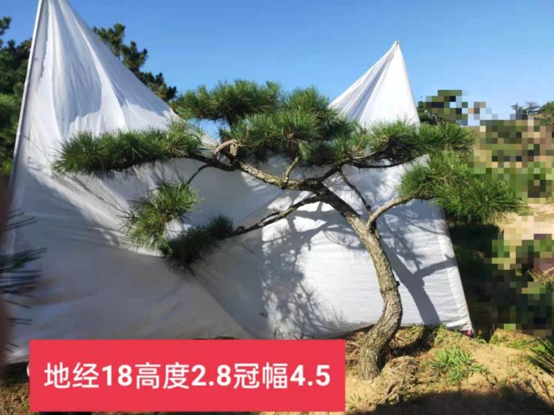 造型松