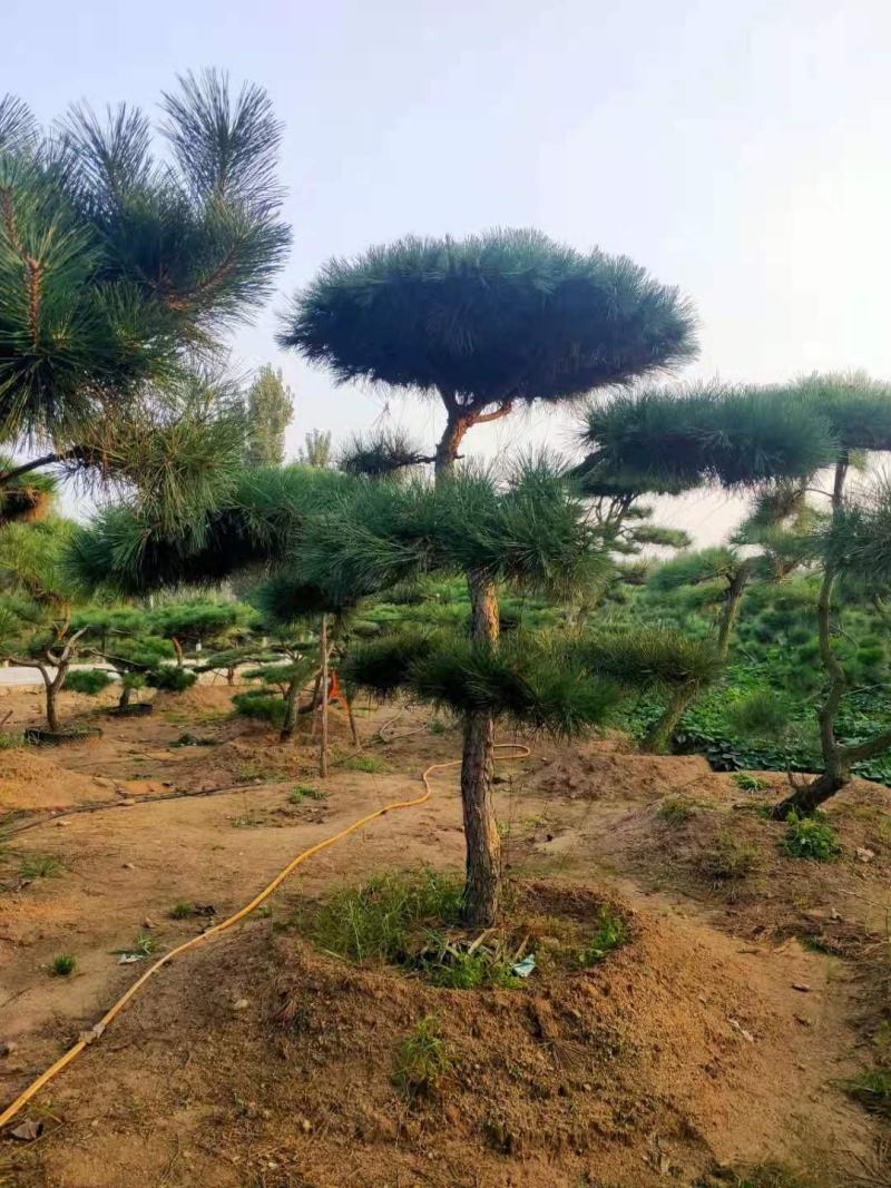造型松