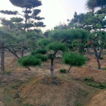 造型松