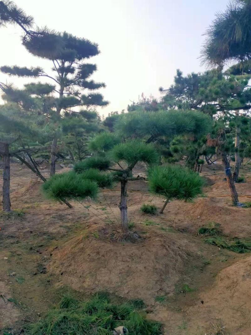 造型松