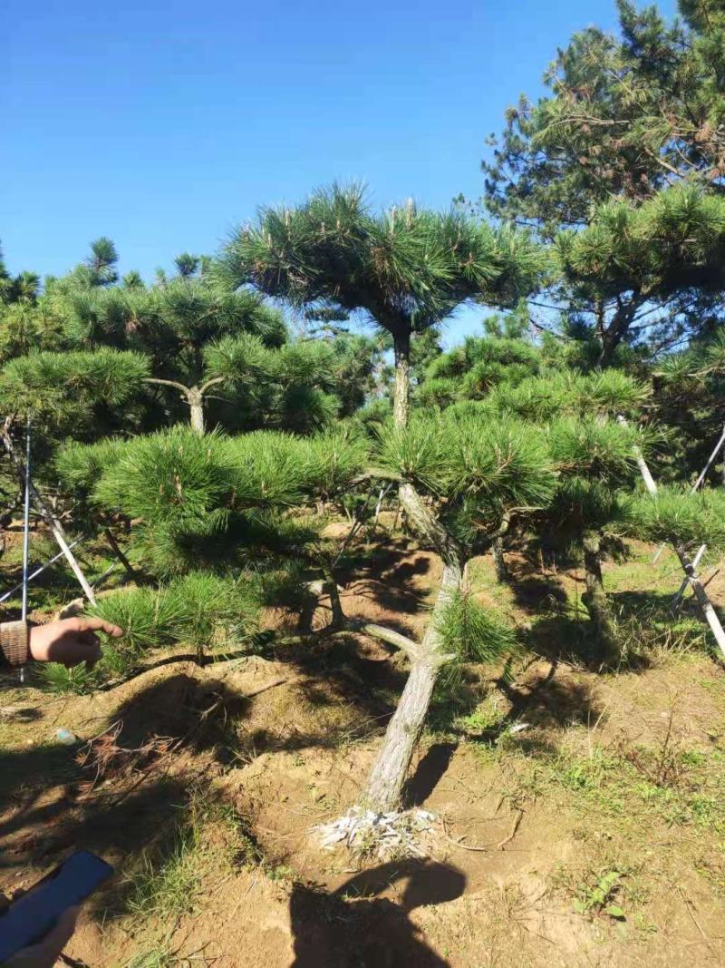 造型松