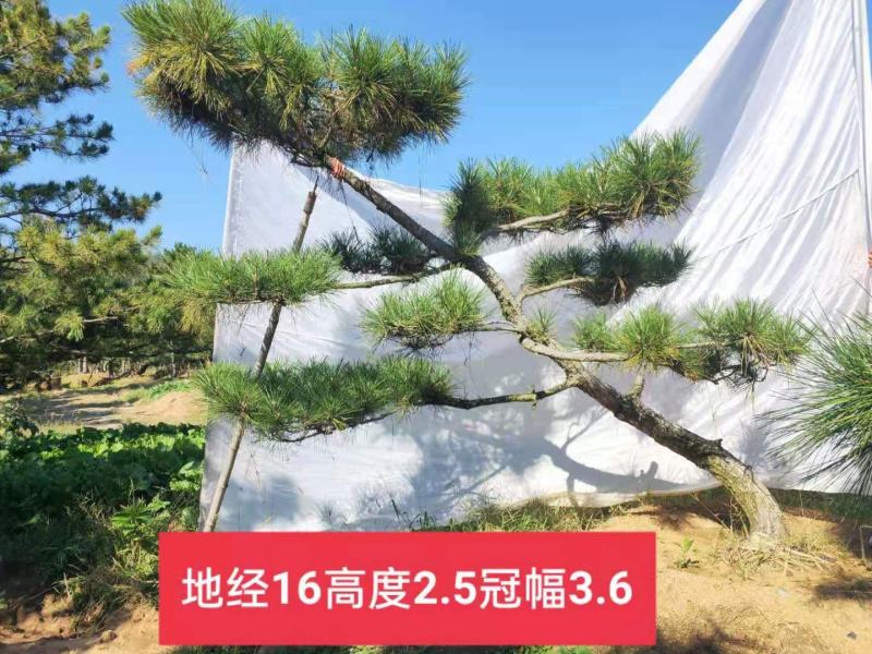 造型松