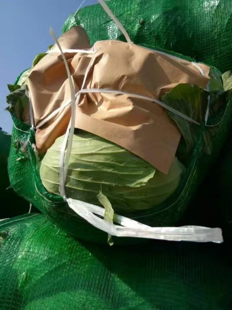 湖北甘蓝包菜奥奇娜扁包菜价格公道新鲜直达