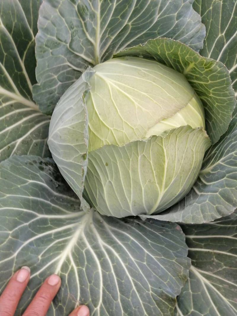 湖北甘蓝包菜奥奇娜扁包菜价格公道新鲜直达