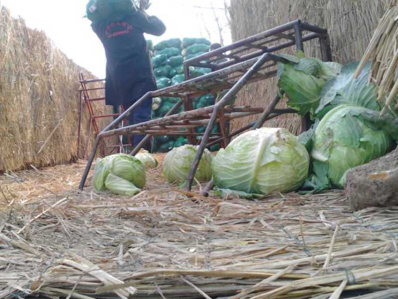 湖北甘蓝包菜奥奇娜扁包菜价格公道新鲜直达