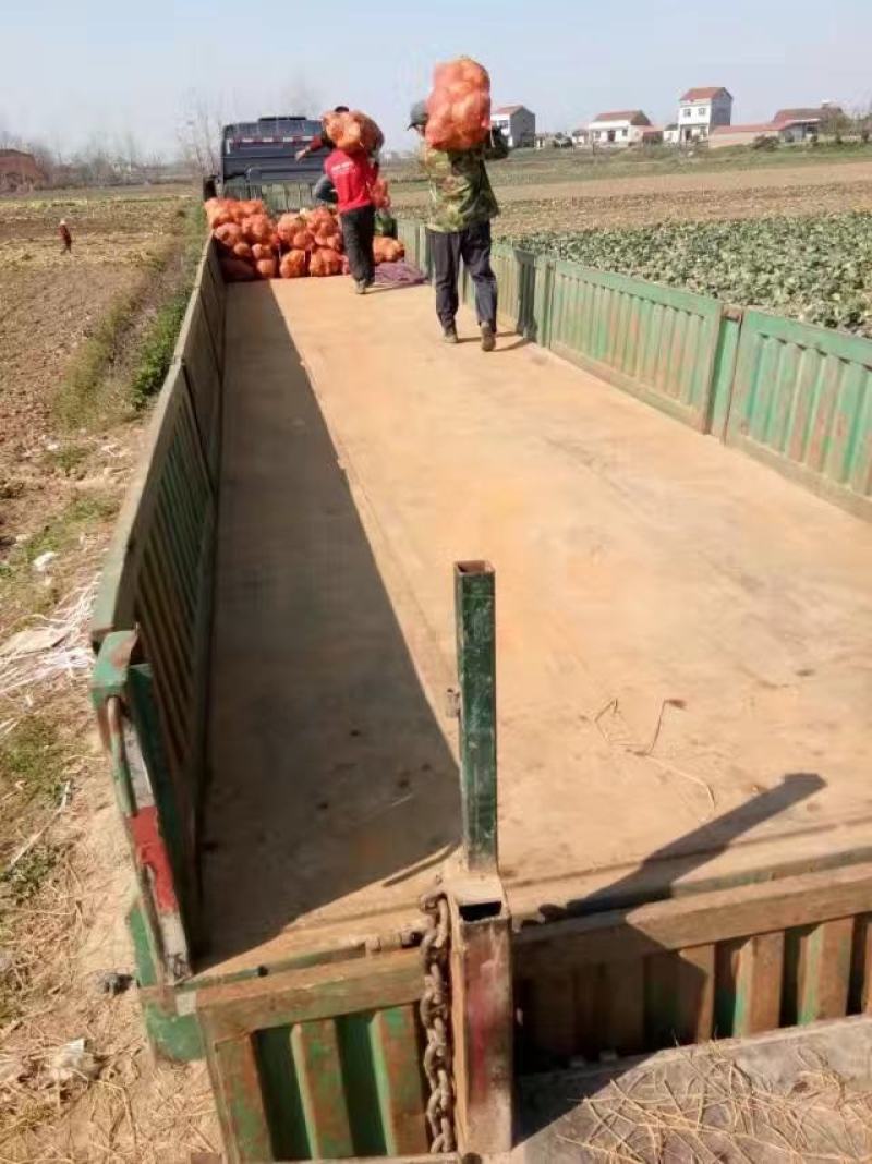 湖北甘蓝包菜奥奇娜扁包菜价格公道新鲜直达