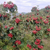 优质山楂