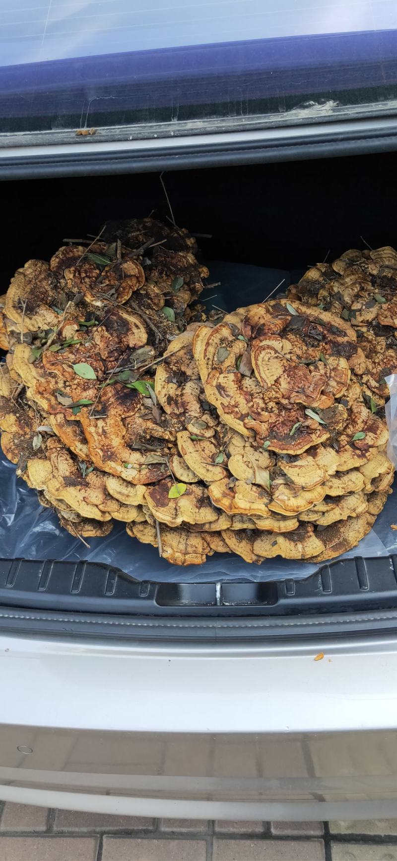 灵芝，纯野超大野生灵芝，可收藏