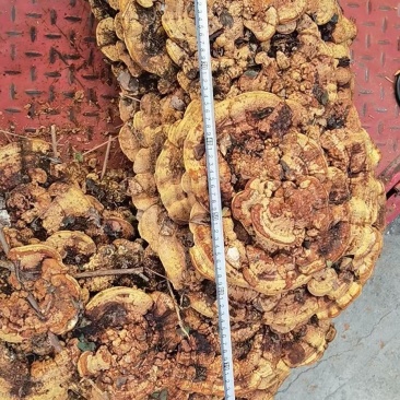 灵芝，纯野超大野生灵芝，可收藏
