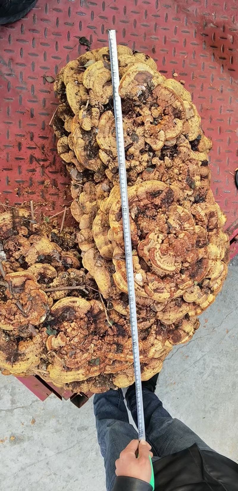 灵芝，纯野超大野生灵芝，可收藏